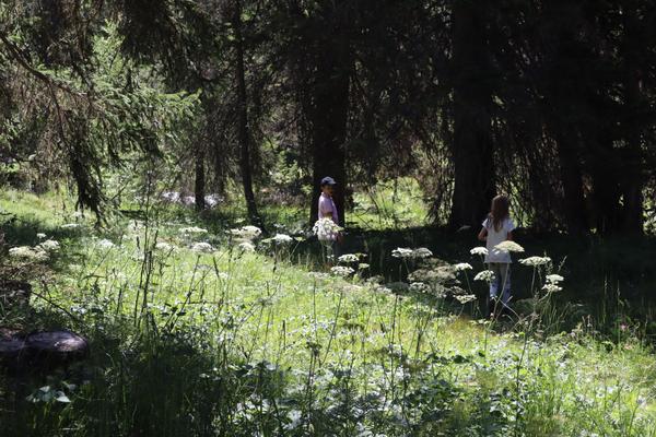Two individuals are seen walking through a vibrant green forest meadow, dotted with numerous white wildflowers